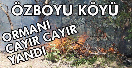 Tosya Özboyu Köyünde Orman Yangını